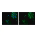 Merck Anti-Calnexin antibody produced in rabbit