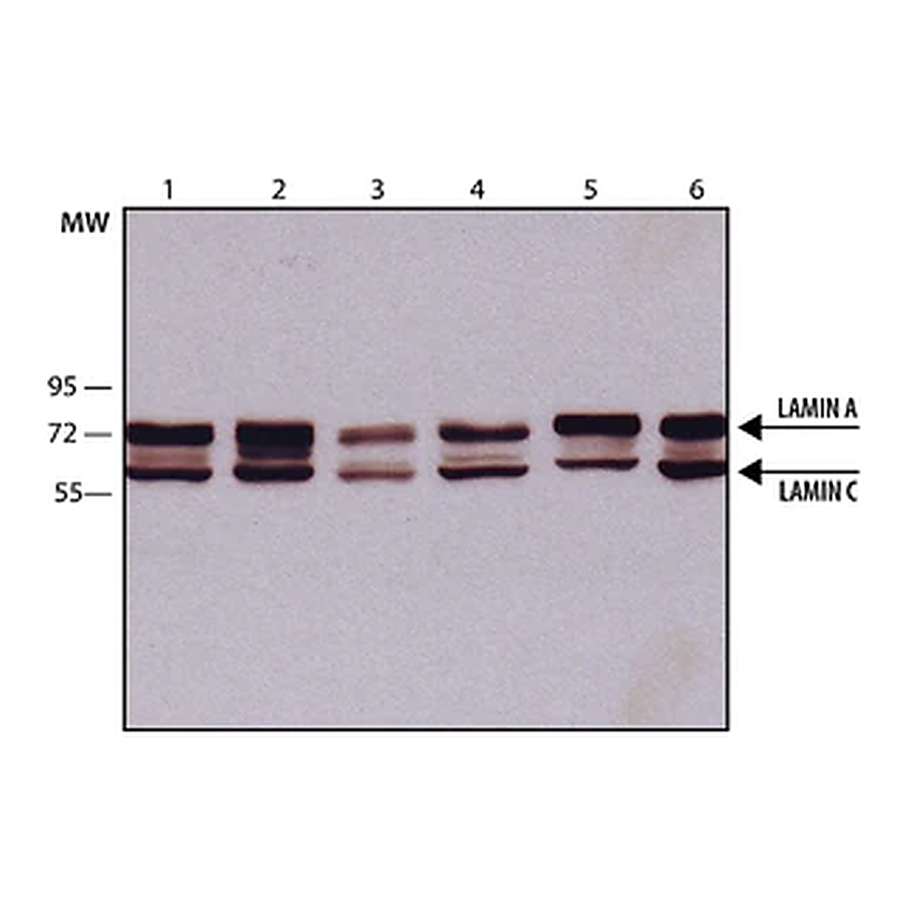 Merck Monoclonal Anti-Lamin A/C antibody produced in mouse