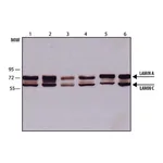 Merck Monoclonal Anti-Lamin A/C antibody produced in mouse