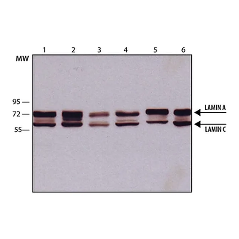 Merck Monoclonal Anti-Lamin A/C antibody produced in mouse