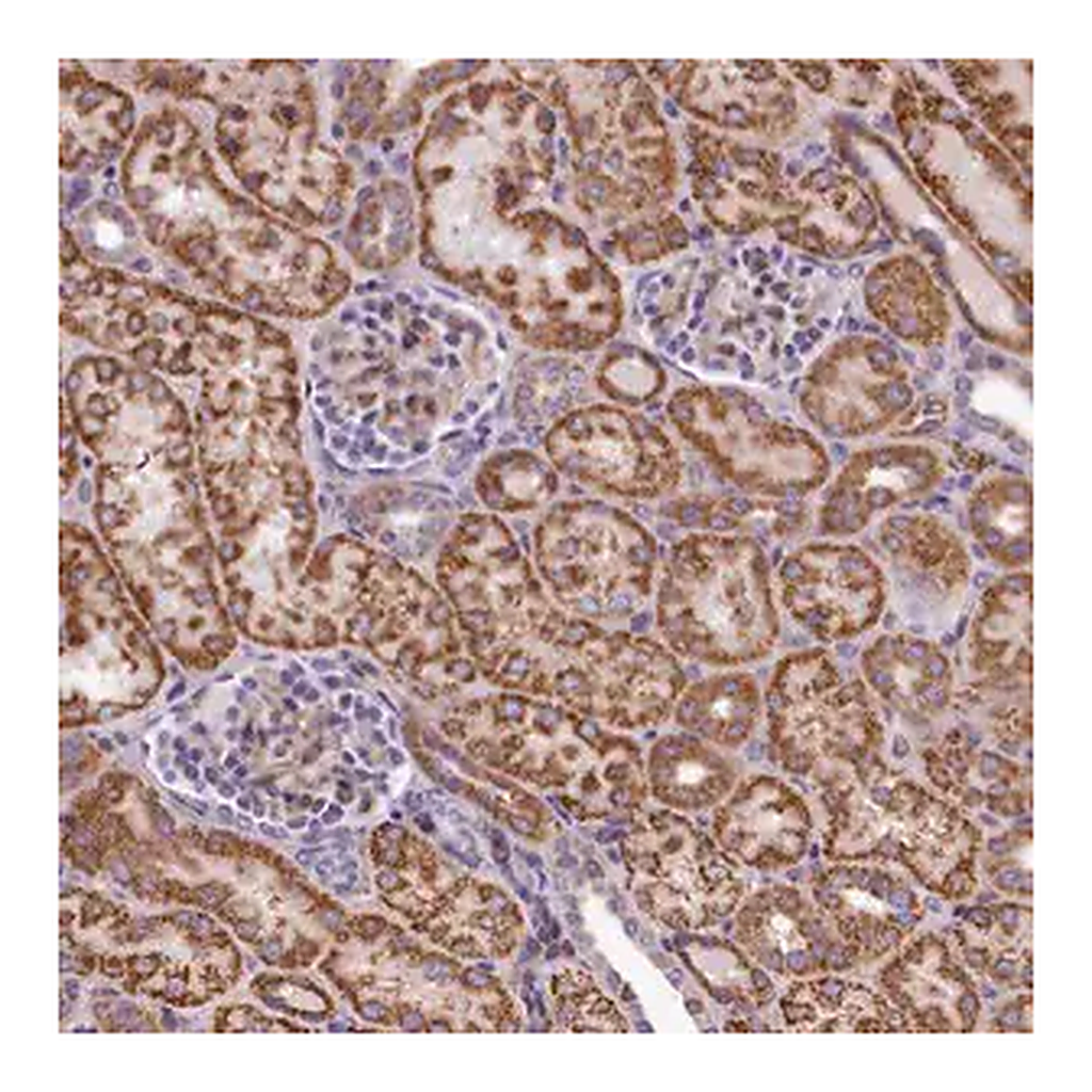 Merck Anti-DNAJB9 antibody produced in rabbit