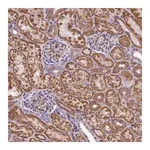 Merck Anti-DNAJB9 antibody produced in rabbit