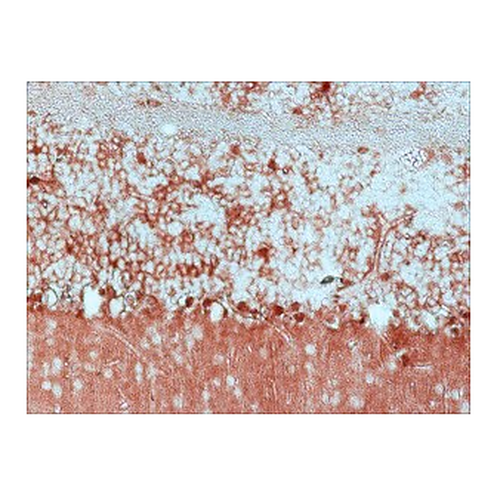Merck Anti-Glutamine Synthetase antibody produced in rabbit