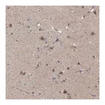 Merck Anti-EOMES antibody produced in rabbit