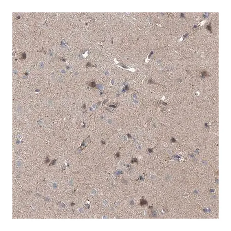 Merck Anti-EOMES antibody produced in rabbit
