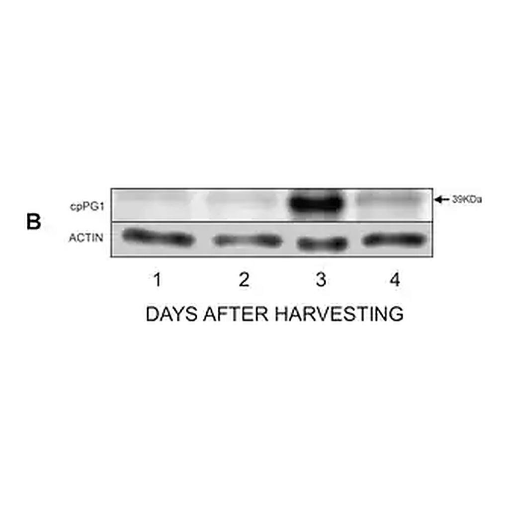 Merck Anti-Actin (plant) antibody, Mouse monoclonal