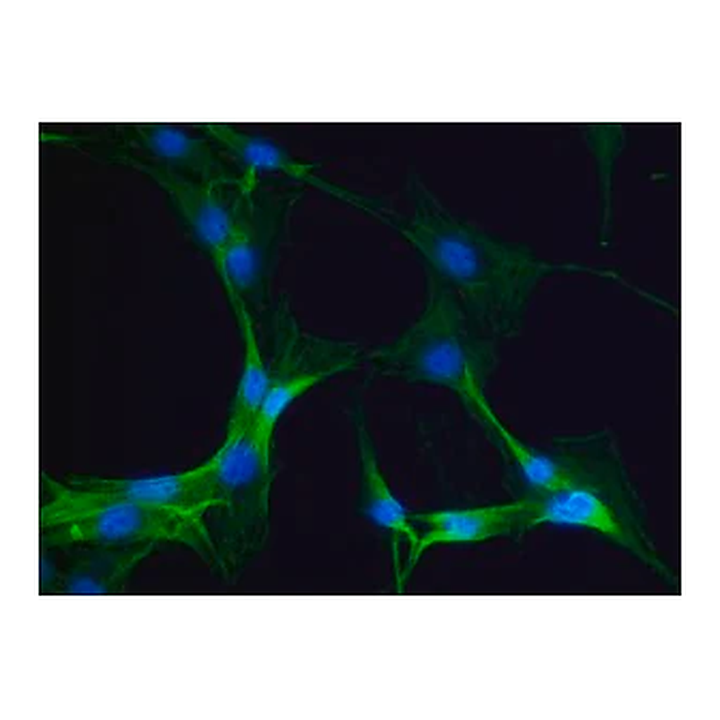 Merck Anti-Myosin IIA, non muscle antibody produced in rabbit