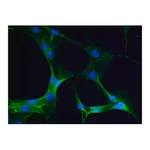Merck Anti-Myosin IIA, non muscle antibody produced in rabbit