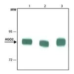 Merck Monoclonal Anti-AGO2 antibody produced in rat