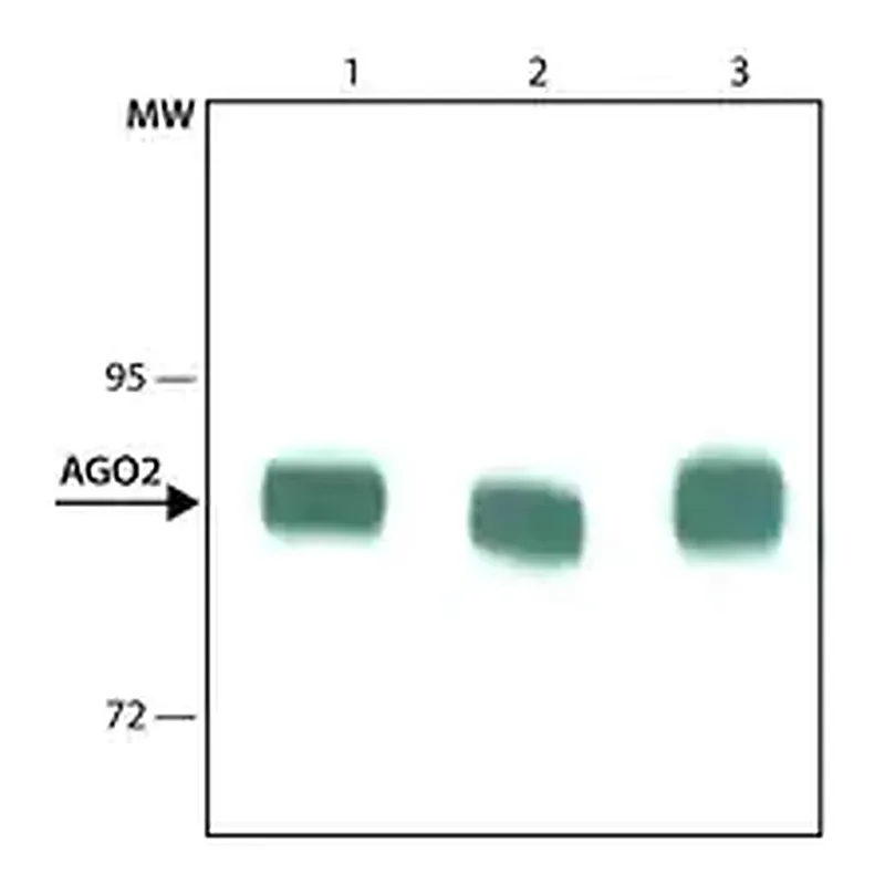 Merck Monoclonal Anti-AGO2 antibody produced in rat