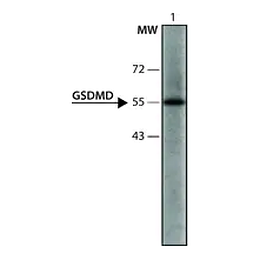 Merck Anti-GSDMD (126-138) antibody produced in rabbit