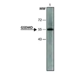Merck Anti-GSDMD (126-138) antibody produced in rabbit
