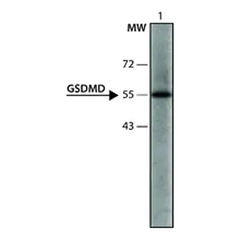Merck Anti-GSDMD (126-138) antibody produced in rabbit