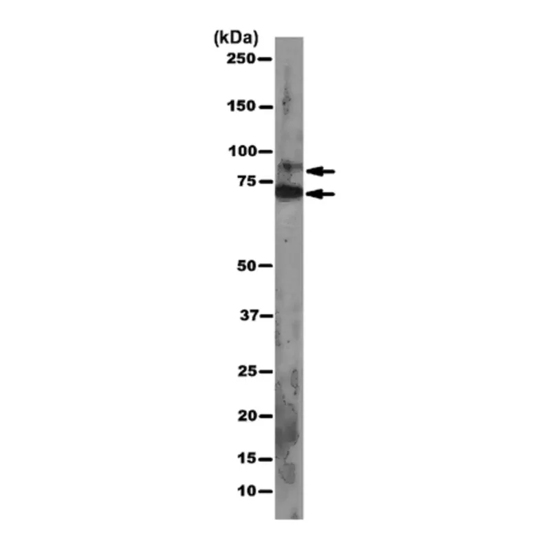 Merck Anti-pan Ago Antibody, clone 2A8
