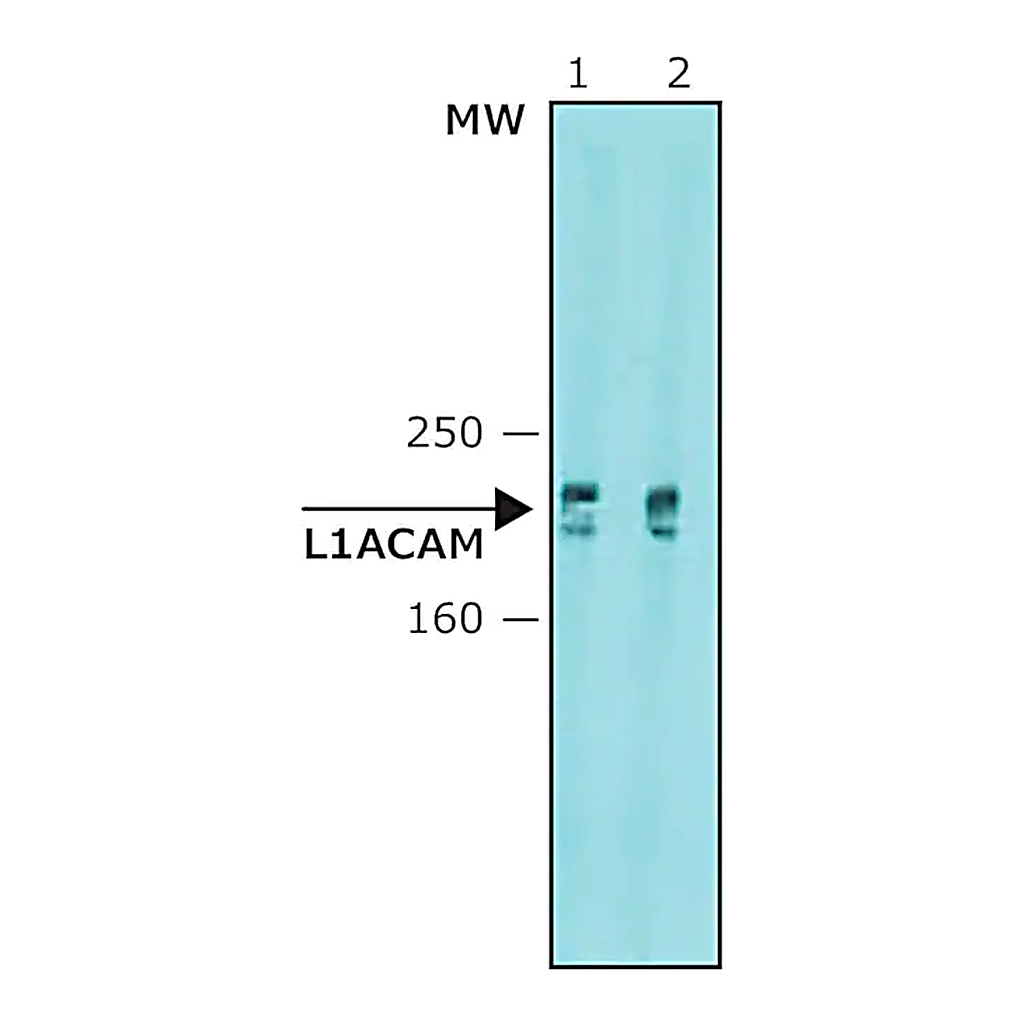 Merck Anti-L1CAM antibody, Mouse monoclonal
