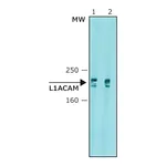 Merck Anti-L1CAM antibody, Mouse monoclonal