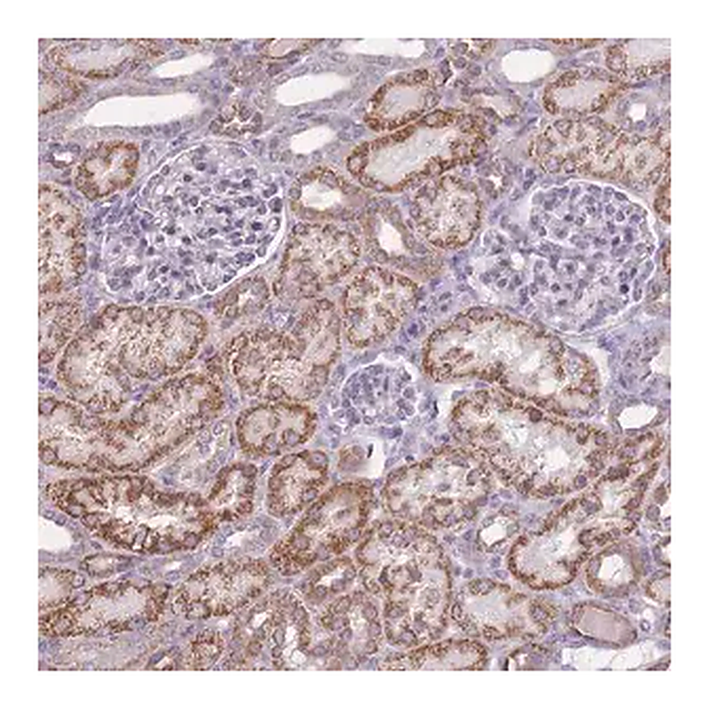 Merck Anti-NELL1 antibody produced in rabbit