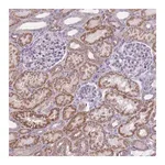 Merck Anti-NELL1 antibody produced in rabbit
