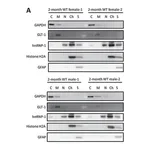 Merck Anti-GAPDH Antibody