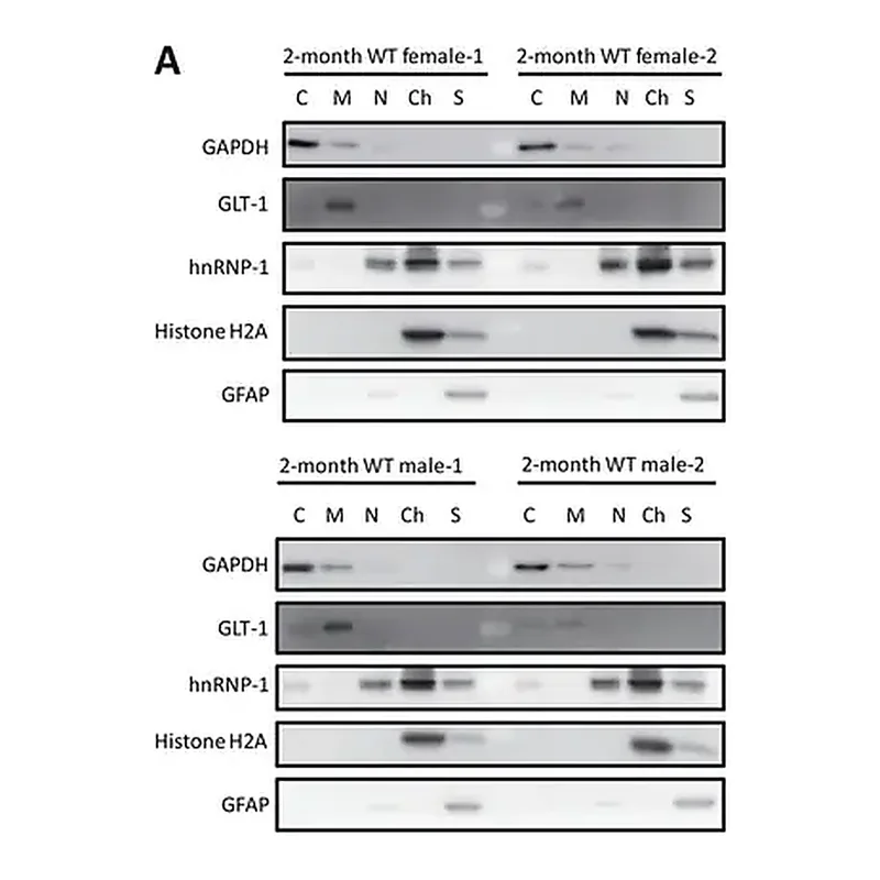 Merck Anti-GAPDH Antibody