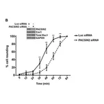Merck Anti-Rac1 Antibody, clone 23A8