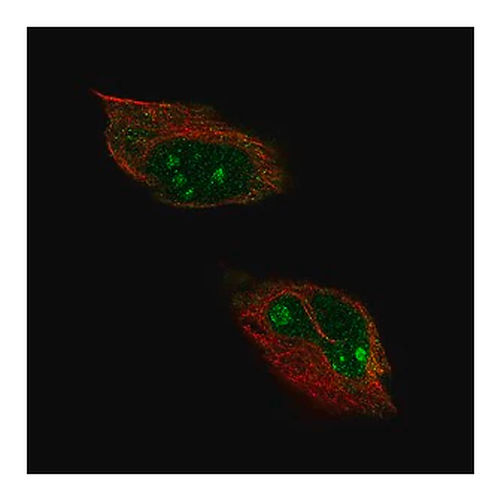 Merck Anti-HPF1 antibody produced in rabbit