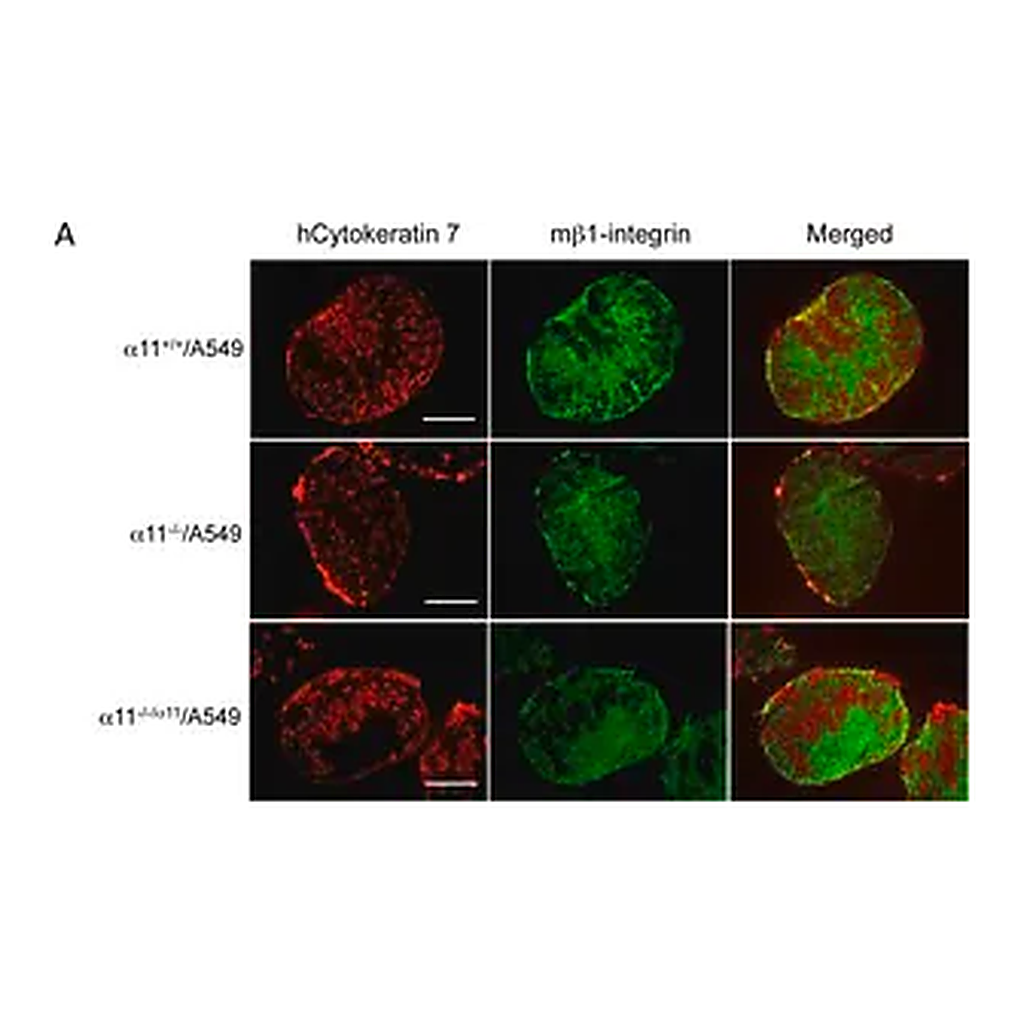 Merck Anti-Integrin β1 Antibody, clone MB1.2