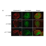 Merck Anti-Integrin β1 Antibody, clone MB1.2