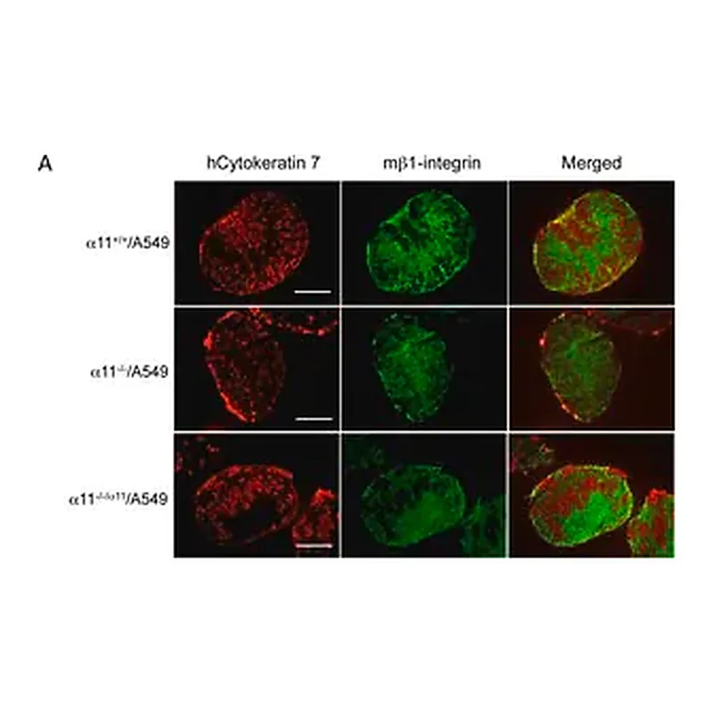 Merck Anti-Integrin β1 Antibody, clone MB1.2