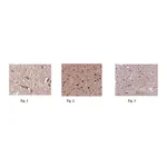 Merck Anti-GluR2 Antibody