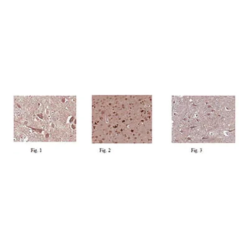 Merck Anti-GluR2 Antibody