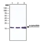 Merck Anti-α-Synuclein antibody, Mouse monoclonal