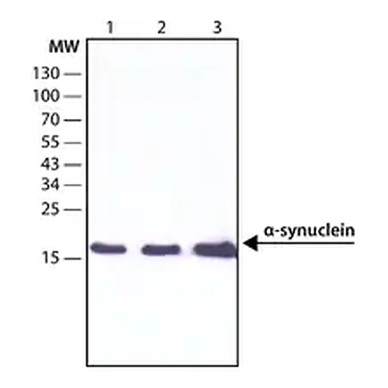 Merck Anti-α-Synuclein antibody, Mouse monoclonal