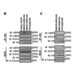 Merck Anti-β-Tubulin antibody, Mouse monoclonal