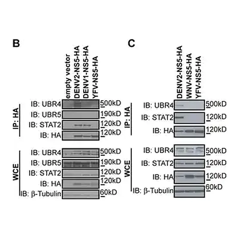 Merck Anti-β-Tubulin antibody, Mouse monoclonal