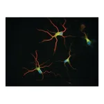 Merck Anti-β-Tubulin Isotype III antibody, Mouse monoclonal