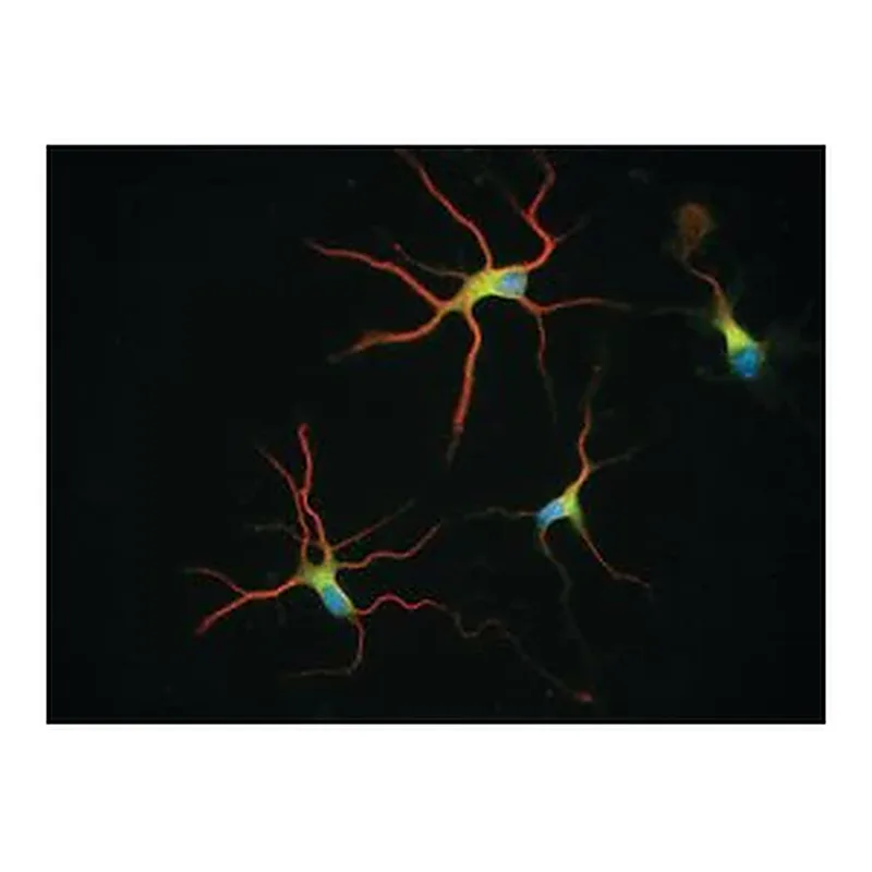 Merck Anti-β-Tubulin Isotype III antibody, Mouse monoclonal