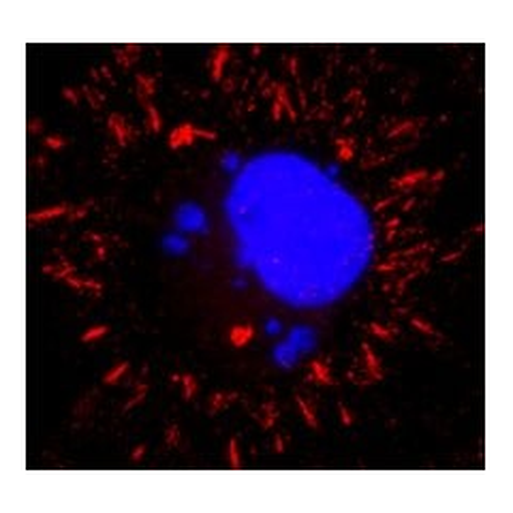Merck Anti-VSV Glycoprotein antibody, Mouse monoclonal