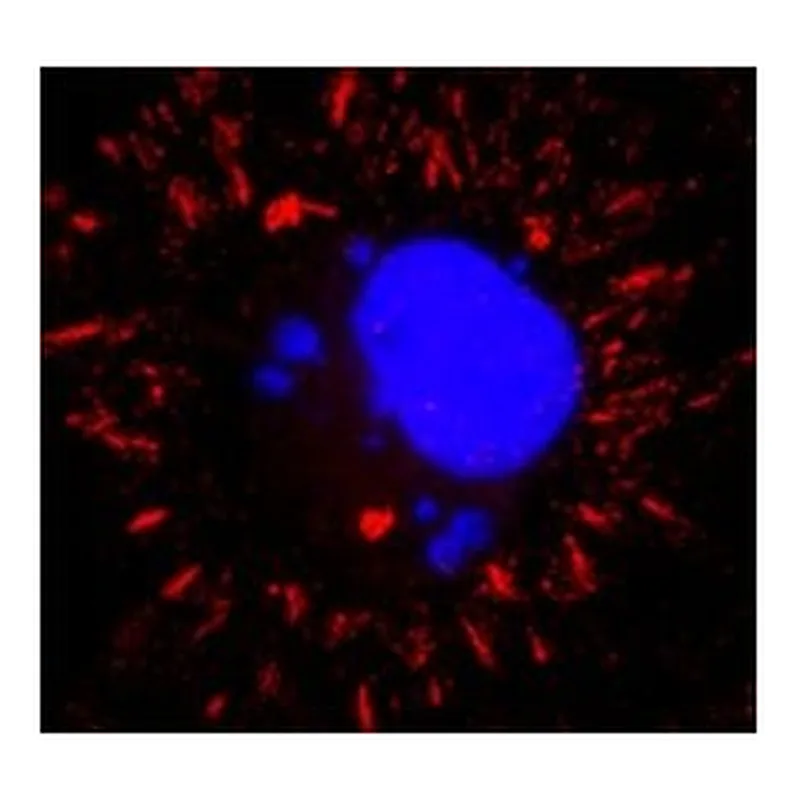 Merck Anti-VSV Glycoprotein antibody, Mouse monoclonal