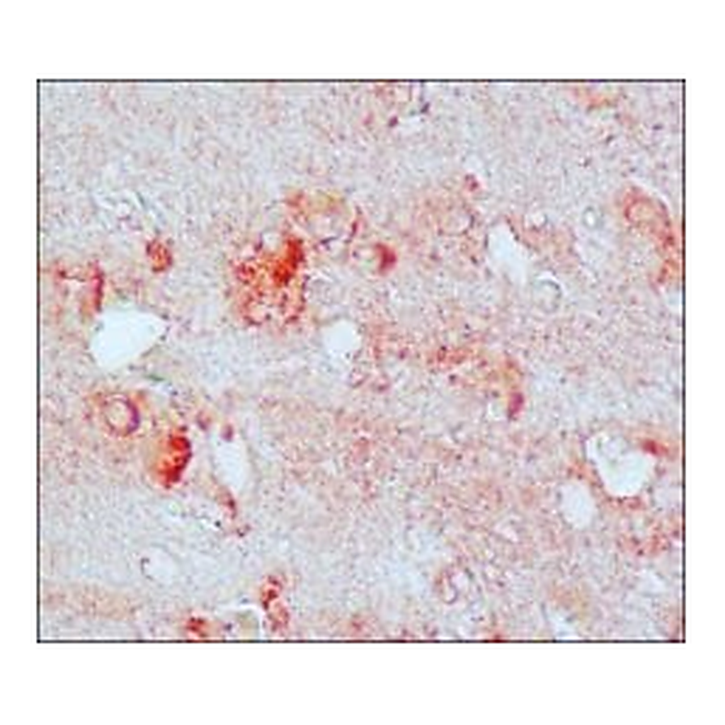 Merck Anti-Nitrotyrosine antibody produced in rabbit