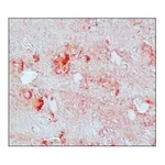 Merck Anti-Nitrotyrosine antibody produced in rabbit