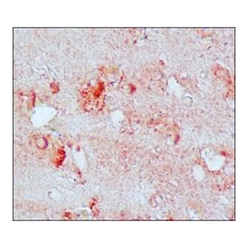 Merck Anti-Nitrotyrosine antibody produced in rabbit