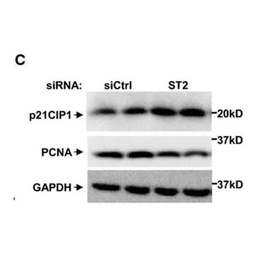 Merck Monoclonal Anti-Proliferating Cell Nuclear Antigen antibody produced in mouse