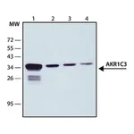 Merck Anti-AKR1C3 antibody, Mouse monoclonal