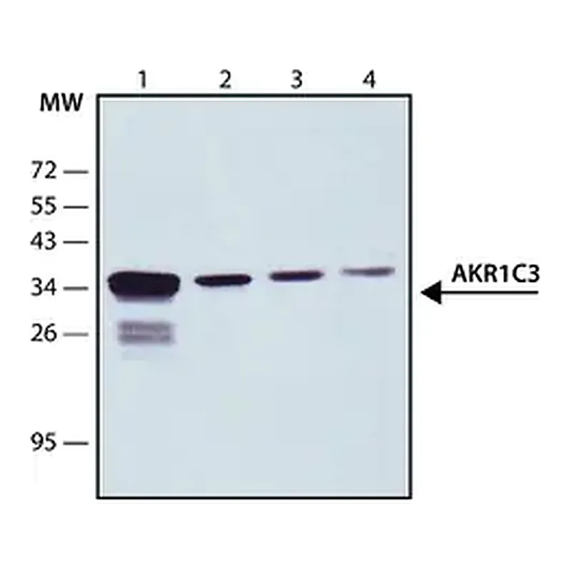Merck Anti-AKR1C3 antibody, Mouse monoclonal