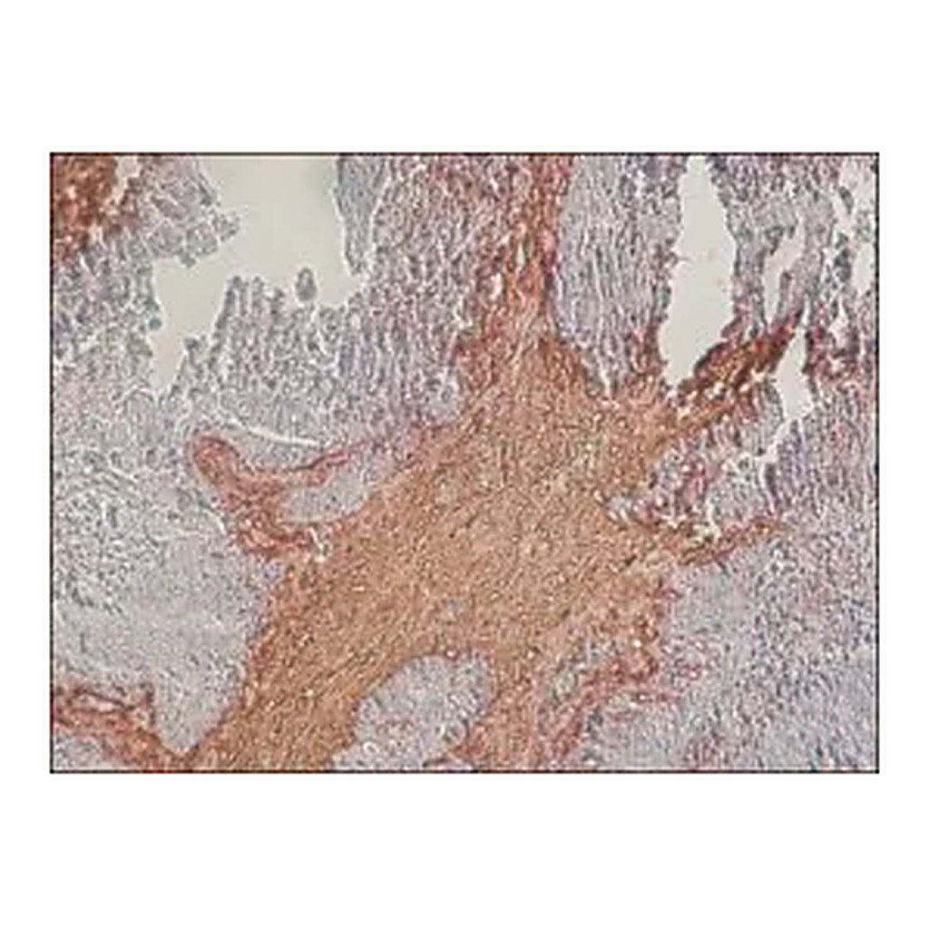 Merck Anti-Chondroitin Sulfate antibody, Mouse monoclonal