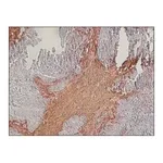Merck Anti-Chondroitin Sulfate antibody, Mouse monoclonal
