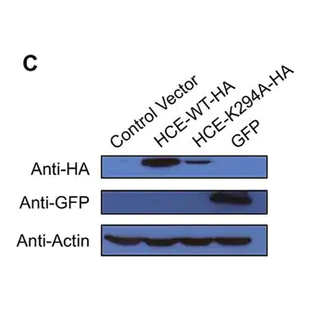 Merck Anti-Green Fluorescent Protein (GFP) antibody, Mouse monoclonal