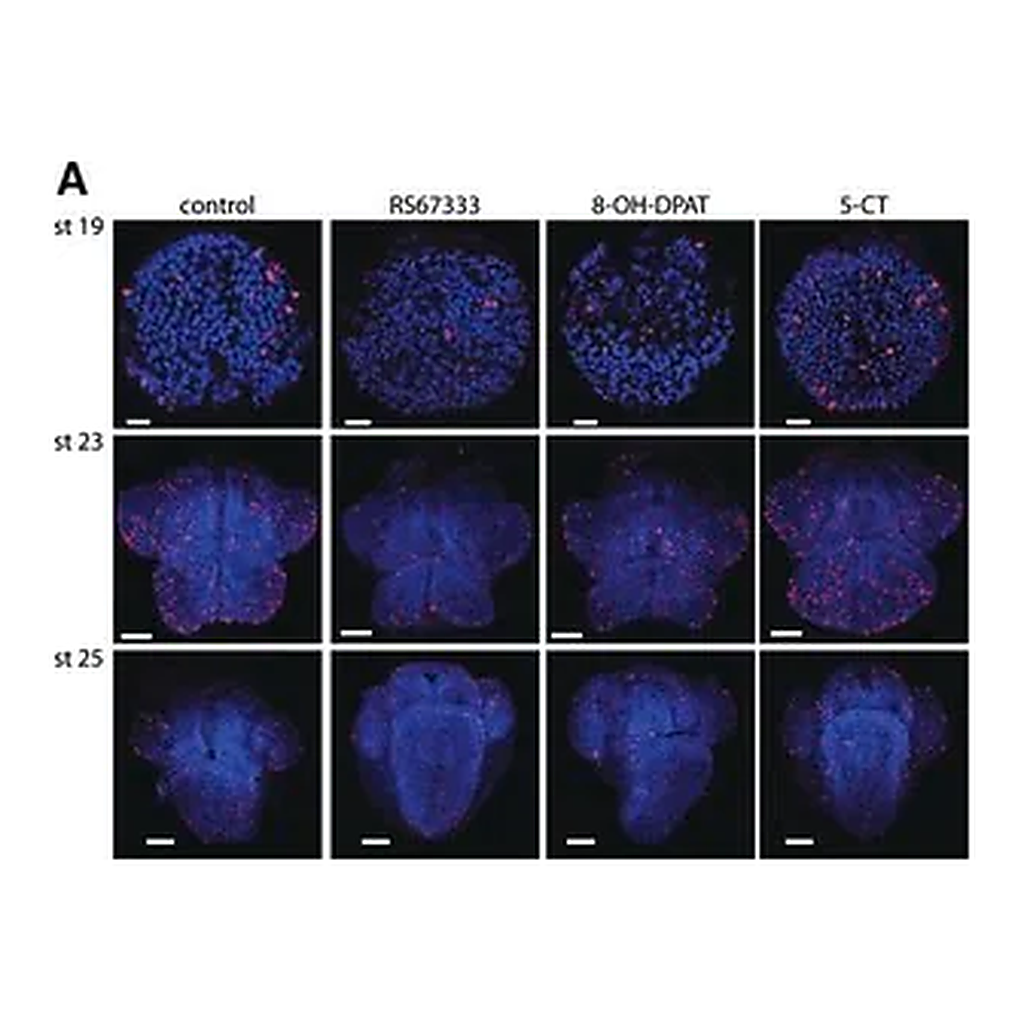 Merck Monoclonal Anti-phospho-Histone H3 (pSer28) antibody produced in rat