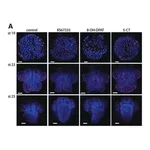 Merck Monoclonal Anti-phospho-Histone H3 (pSer28) antibody produced in rat